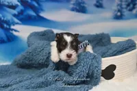 AKC Handsome Lil Hershey, a male Miniature Schnauzer for sale in Antlers, OK – Photo 4 of 7