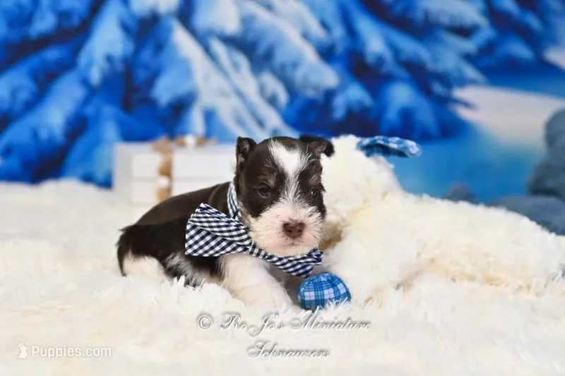 AKC Handsome Lil Hershey, a male Miniature Schnauzer for sale in Antlers, OK – Photo 1 of 7