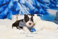 AKC Handsome Lil Hershey, a male Miniature Schnauzer for sale in Antlers, OK – Photo 1 of 7
