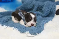 AKC Handsome Lil Hershey, a male Miniature Schnauzer for sale in Antlers, OK – Photo 7 of 7