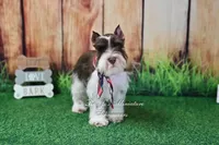 AKC Handsome Lil Hershey, a male Miniature Schnauzer for sale in Antlers, OK – 7 of 8