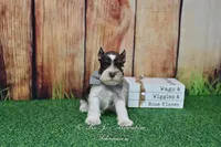 AKC Handsome Lil Hershey, a male Miniature Schnauzer for sale in Antlers, OK – Photo 2 of 8