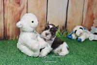 AKC Handsome Lil Hershey, a male Miniature Schnauzer for sale in Antlers, OK – Photo 5 of 8