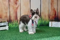 AKC Handsome Lil Hershey, a male Miniature Schnauzer for sale in Antlers, OK – 5 of 8