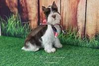 AKC Handsome Lil Hershey, a male Miniature Schnauzer for sale in Antlers, OK – 8 of 8