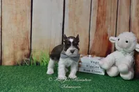 AKC Handsome Lil Hershey, a male Miniature Schnauzer for sale in Antlers, OK – Photo 6 of 8