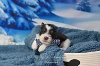 AKC Handsome Lil Hershey, a male Miniature Schnauzer for sale in Antlers, OK – Photo 3 of 7