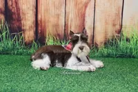 AKC Handsome Lil Hershey, a male Miniature Schnauzer for sale in Antlers, OK – 4 of 8