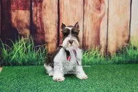 AKC Handsome Lil Hershey, a male Miniature Schnauzer for sale in Antlers, OK – 2 of 8