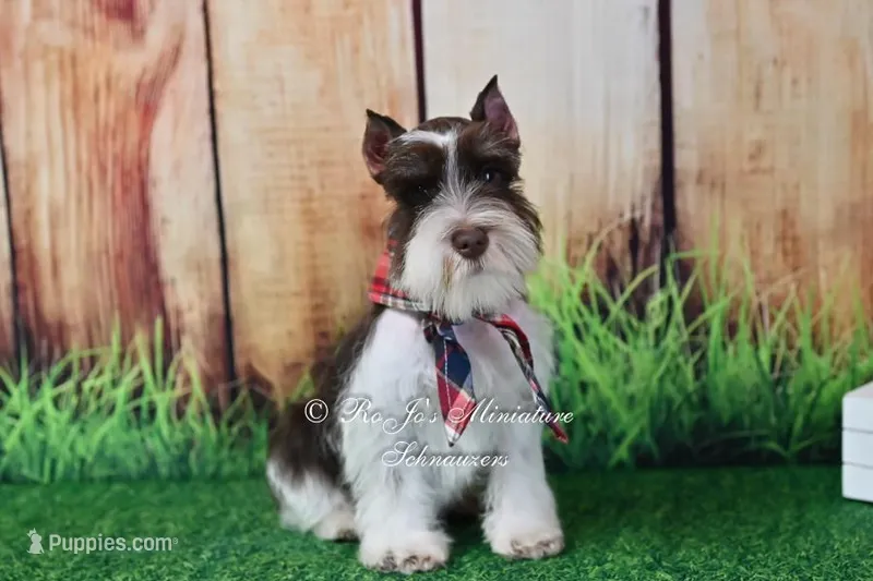 AKC Handsome Lil Hershey – Miniature Schnauzer puppy on hold in Antlers, OK
