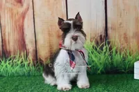 AKC Handsome Lil Hershey, a male Miniature Schnauzer for sale in Antlers, OK – 1 of 8
