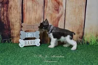 AKC Handsome Lil Hershey, a male Miniature Schnauzer for sale in Antlers, OK – Photo 7 of 8