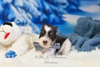 AKC Handsome Lil Hershey, a male Miniature Schnauzer for sale in Antlers, OK – Photo 2 of 7