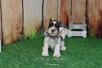 AKC Handsome Lil Hershey, a male Miniature Schnauzer for sale in Antlers, OK – Photo 3 of 8