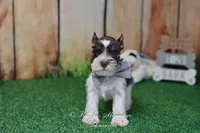 AKC Handsome Lil Hershey, a male Miniature Schnauzer for sale in Antlers, OK – Photo 4 of 8