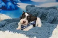 AKC Handsome Lil Hershey, a male Miniature Schnauzer for sale in Antlers, OK – Photo 5 of 7