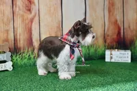 AKC Handsome Lil Hershey, a male Miniature Schnauzer for sale in Antlers, OK – 6 of 8