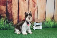 AKC Handsome Lil Hershey, a male Miniature Schnauzer for sale in Antlers, OK – 3 of 8