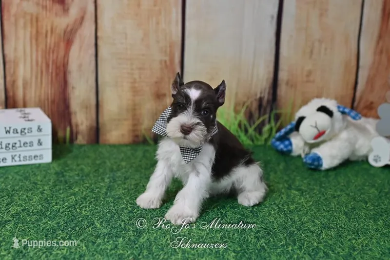 AKC Handsome Lil Hershey – Miniature Schnauzer puppy for sale in Antlers, OK