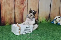 AKC Handsome Lil Hershey, a male Miniature Schnauzer for sale in Antlers, OK – Photo 8 of 8