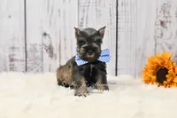 AKC Dallas, a male Miniature Schnauzer for sale in Antlers, OK – 3 of 7