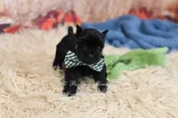 AKC Handsome Lil Shadow , a male Miniature Schnauzer for sale in Antlers, OK – 2 of 4