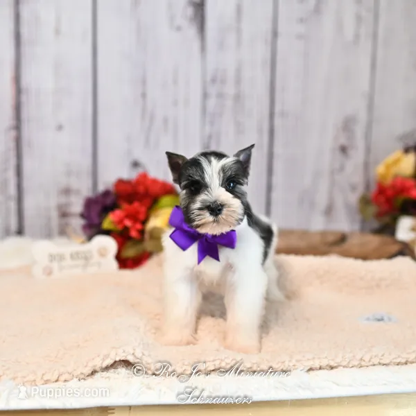 AKC Salt & Pepper Parti | Jewels – Miniature Schnauzer puppy for sale in Antlers, OK