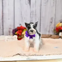 AKC Salt & Pepper Parti | Jewels, a female Miniature Schnauzer for sale in Antlers, OK – 1 of 7