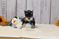 AKC Black & Silver Phantom | Tux, a male Miniature Schnauzer for sale in Antlers, OK – 3 of 5