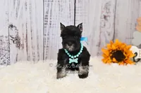 AKC Black & Silver| Abby, a female Miniature Schnauzer for sale in Antlers, OK – 7 of 10