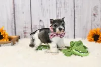 AKC Houston, a male Miniature Schnauzer for sale in Antlers, OK – 7 of 8