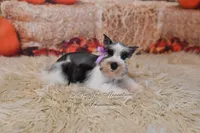 AKC Salt & Pepper Parti | Tinker Bell, a female Miniature Schnauzer for sale in Antlers, OK – 3 of 6
