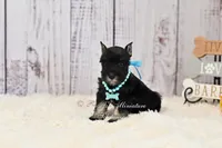 AKC Black & Silver| Abby, a female Miniature Schnauzer for sale in Antlers, OK – 8 of 10