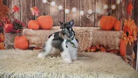 AKC Salt & Pepper Parti | Houston, a male Miniature Schnauzer for sale in Antlers, OK – 5 of 7