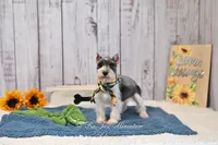 AKC Salt & Pepper Parti| Jaeger, a male Miniature Schnauzer for sale in Antlers, OK – 6 of 6