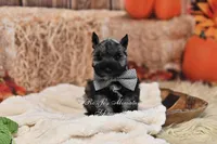 AKC Salt & Pepper | Maximus, a male Miniature Schnauzer for sale in Antlers, OK – 7 of 8