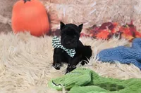 AKC Handsome Lil Shadow , a male Miniature Schnauzer for sale in Antlers, OK – 3 of 4