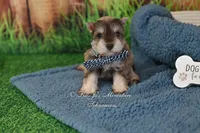 AKC Liver Pepper Boy, a male Miniature Schnauzer for sale in Antlers, OK – 2 of 7