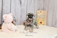 AKC Salt & Pepper | Sydney, a female Miniature Schnauzer for sale in Antlers, OK – 4 of 7