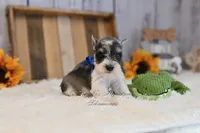 AKC Salt & Pepper Parti | Jaeger, a male Miniature Schnauzer for sale in Antlers, OK – 3 of 5