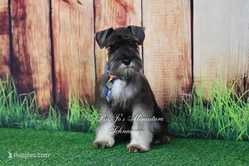 AKC | Handsome Lil Fritz – Miniature Schnauzer puppy for sale in Antlers, OK