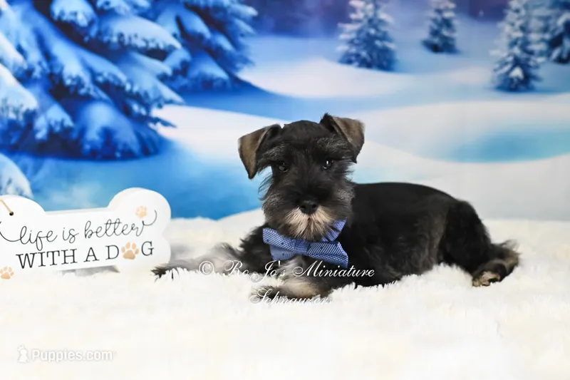 AKC | Handsome Lil Fritz