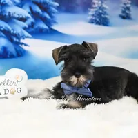 AKC | Handsome Lil Fritz, a male Miniature Schnauzer for sale in Antlers, OK – Photo 1 of 4