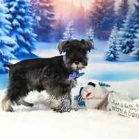 AKC | Handsome Lil Fritz, a male Miniature Schnauzer for sale in Antlers, OK – Photo 3 of 4