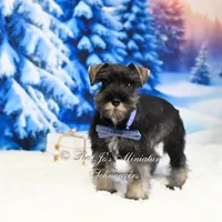 AKC | Handsome Lil Fritz, a male Miniature Schnauzer for sale in Antlers, OK – Photo 4 of 4