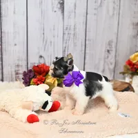 AKC Salt & Pepper Parti | Jewels, a female Miniature Schnauzer for sale in Antlers, OK – 7 of 7
