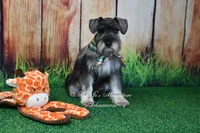 AKC Mini Schnauzer | Benji, a male Miniature Schnauzer for sale in Antlers, OK – 7 of 7