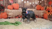 AKC Salt & Pepper | Dallas, a male Miniature Schnauzer for sale in Antlers, OK – 6 of 7