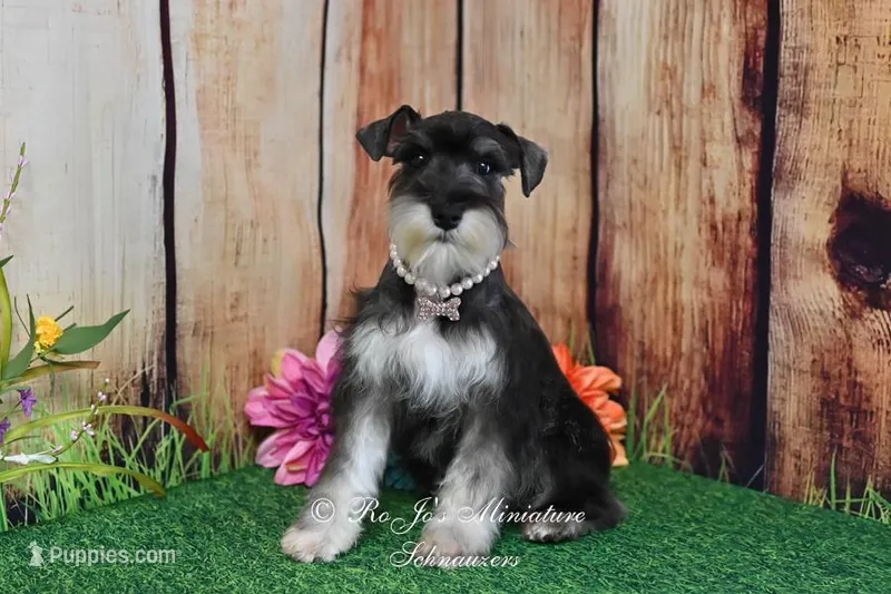 AKC Lucy – Miniature Schnauzer puppy for sale in Antlers, OK