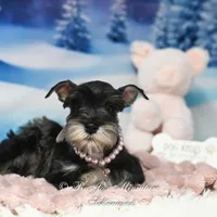 AKC Lucy, a female Miniature Schnauzer for sale in Antlers, OK – Photo 2 of 6